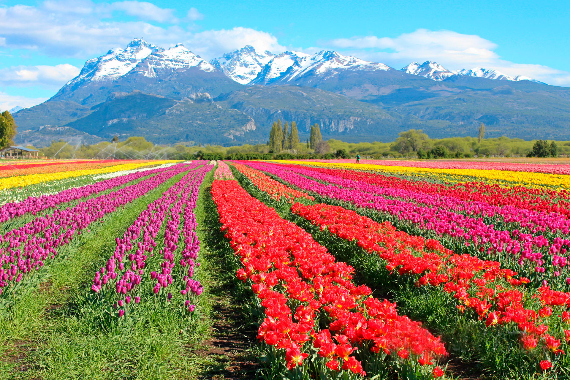 ESQUEL TEMPORADA DE TULIPANES