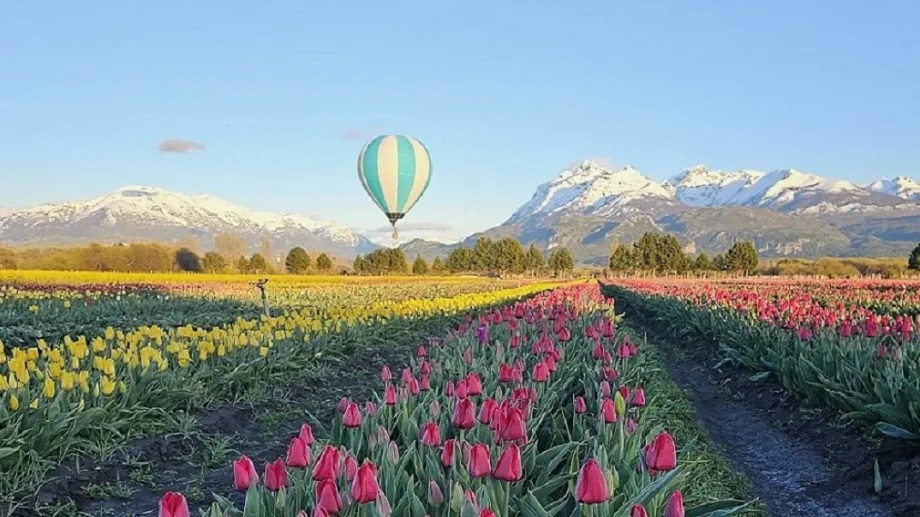 CAMPO DE TULIPANES CON ESQUEL, SAN MARTÍN DE LOS ANDES Y BARILOCHE - 2026