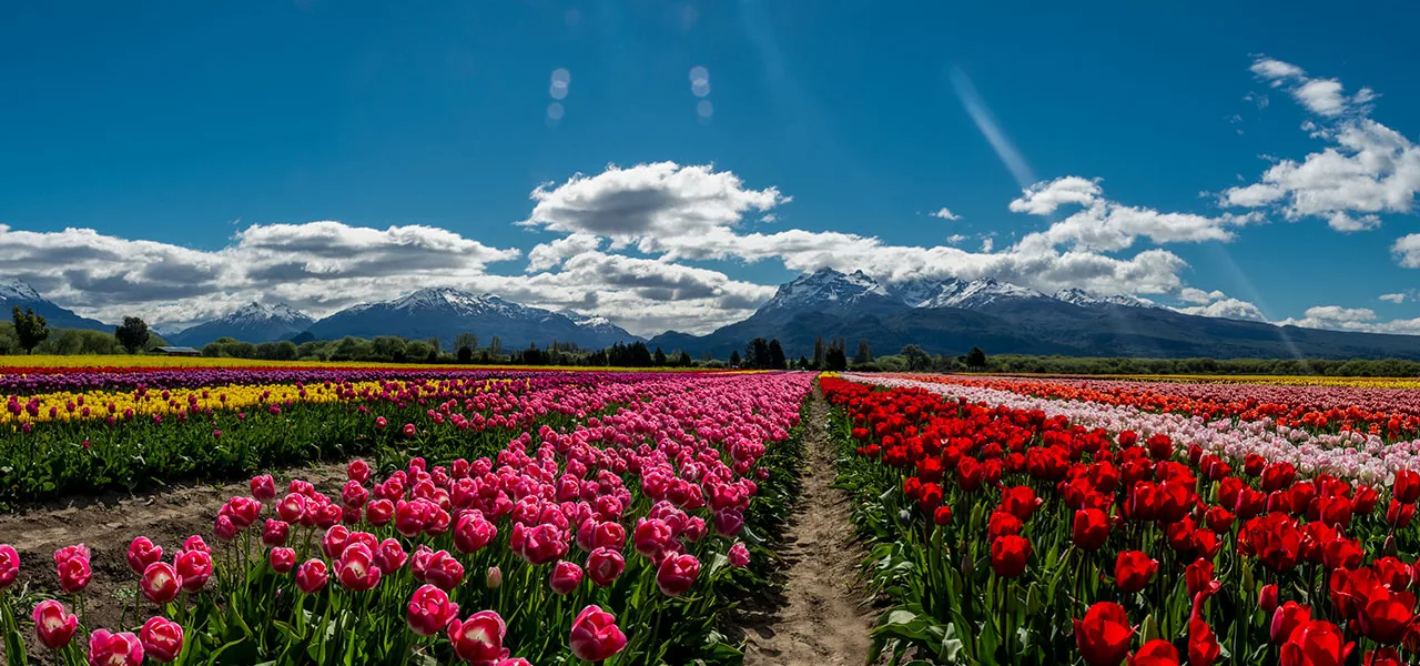ESQUEL TEMPORADA DE TULIPANES - 2026